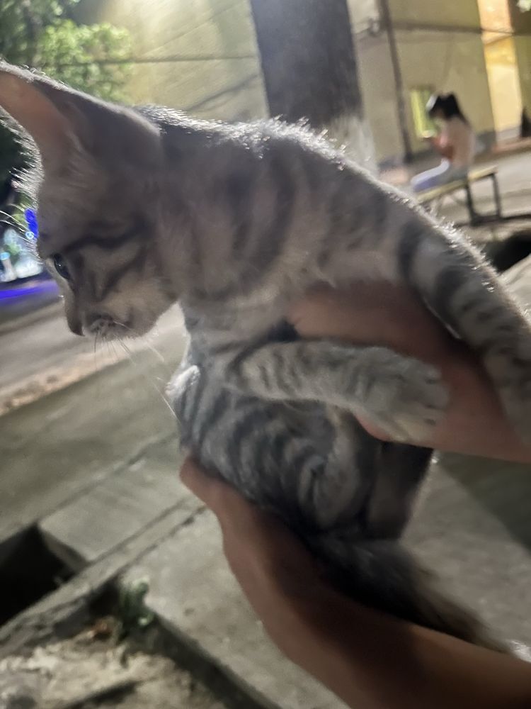 Uy mushugi aqlli quvnoq mushukcha hadyaga beriladi