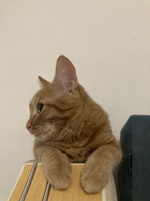 Еркек мысык жаксы қолға беремінн латокка барады