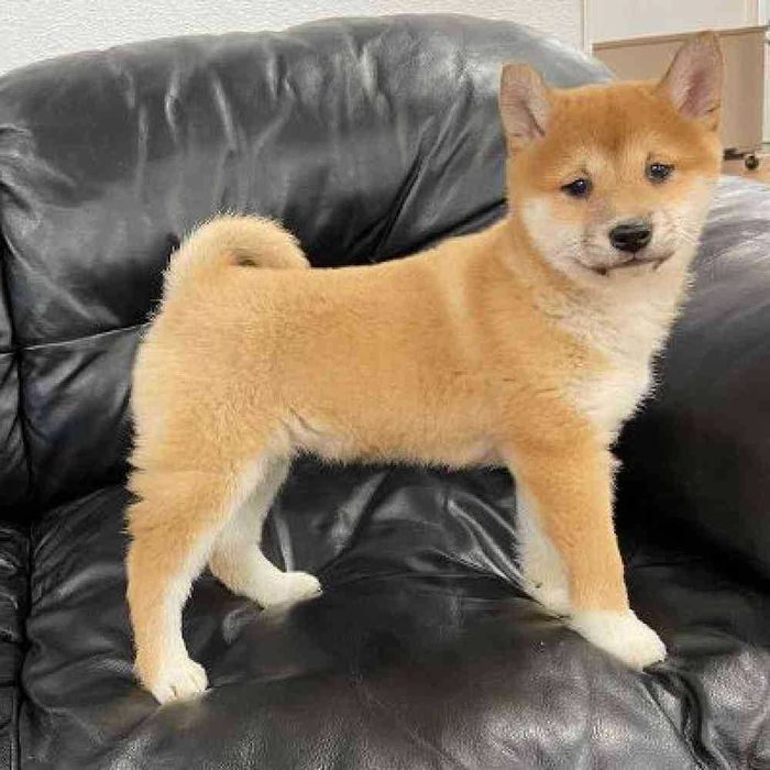 De vanzare Shiba Inu varietate roscat foarte frumos/transport