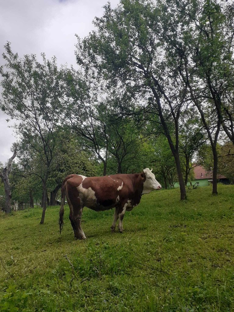 Jurincă de vănzare