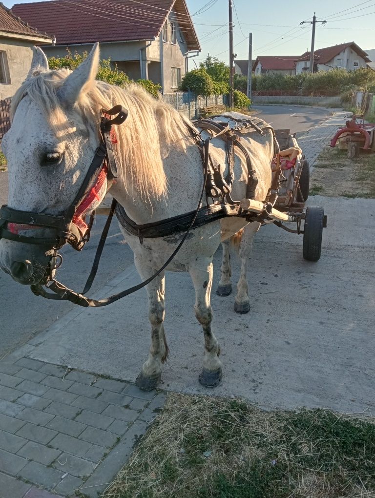 Vând cal de 10 ani