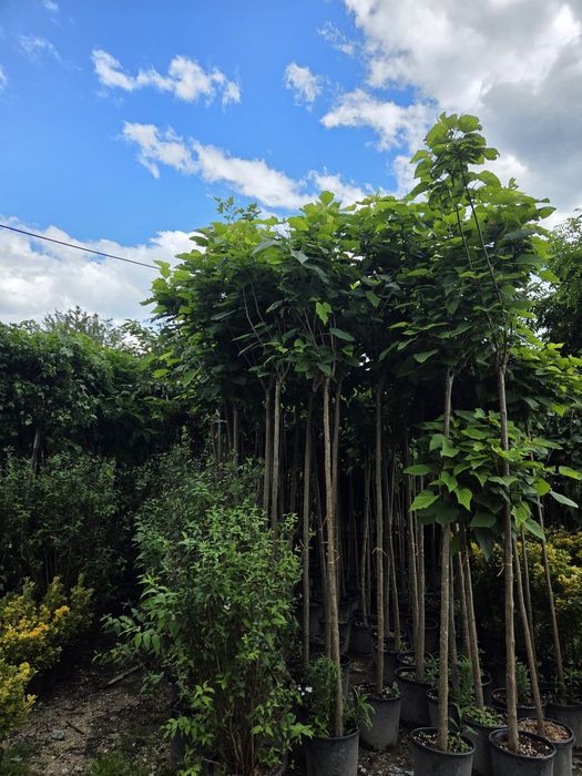 Vând Mesteacăn. Tei. Fag. Stejar. Brazi