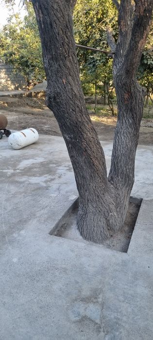 O'rik o'tin sotiladi