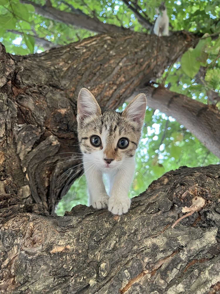 Милые котята ищет дом!
