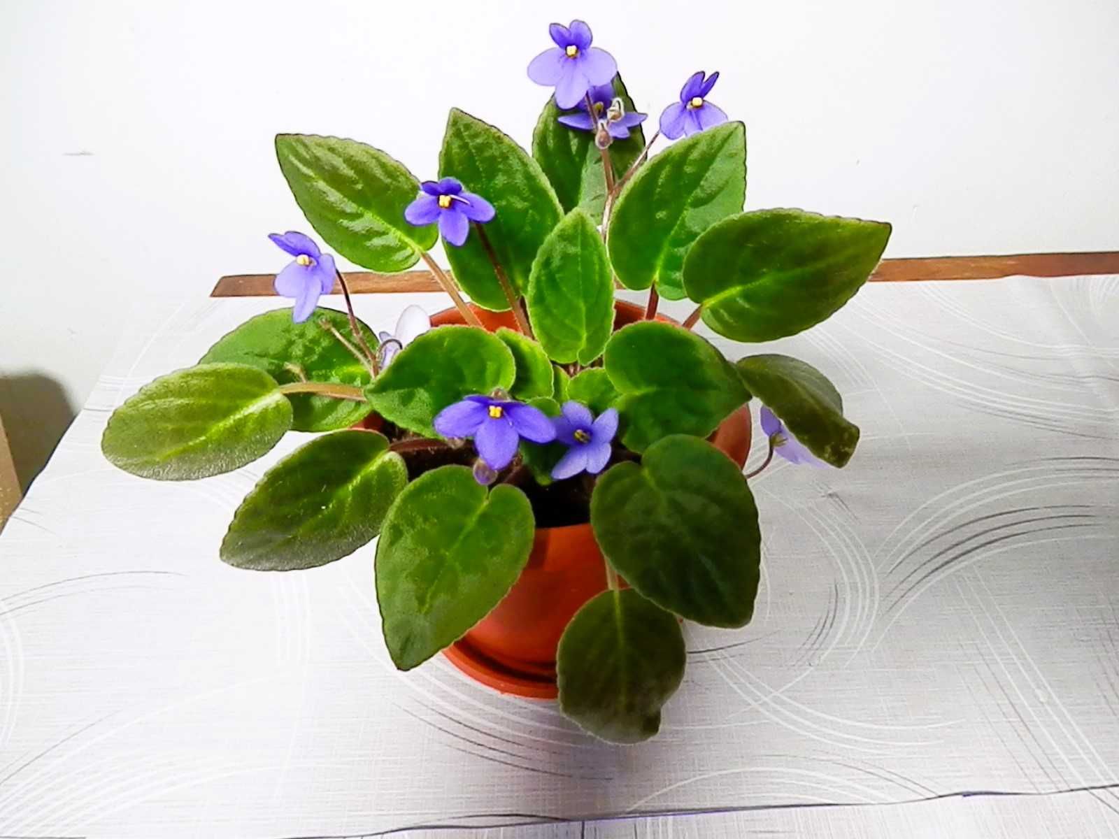 Violete de Parma mov, curgătoare, roz, albastră și albastru cu alb