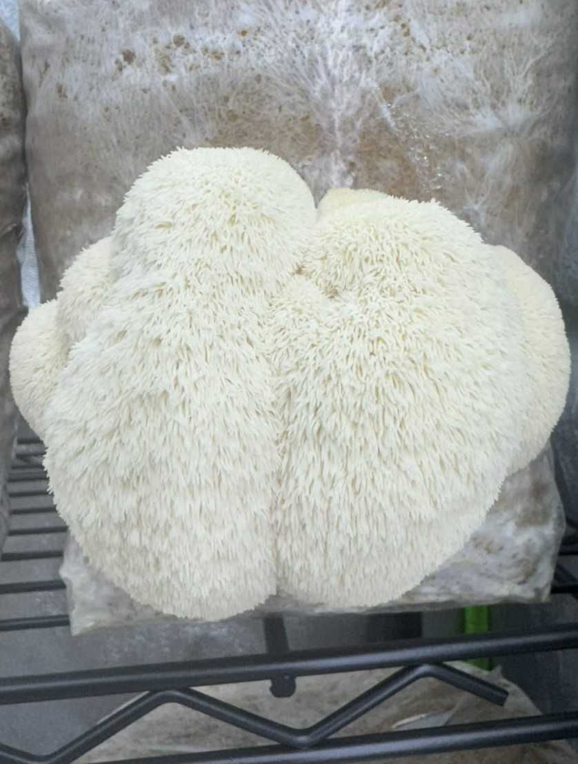 Домашно отгледани гъби Лъвска грива | Fresh Lion's Mane Mushrooms