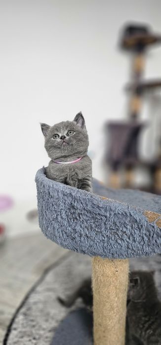 British shorthair