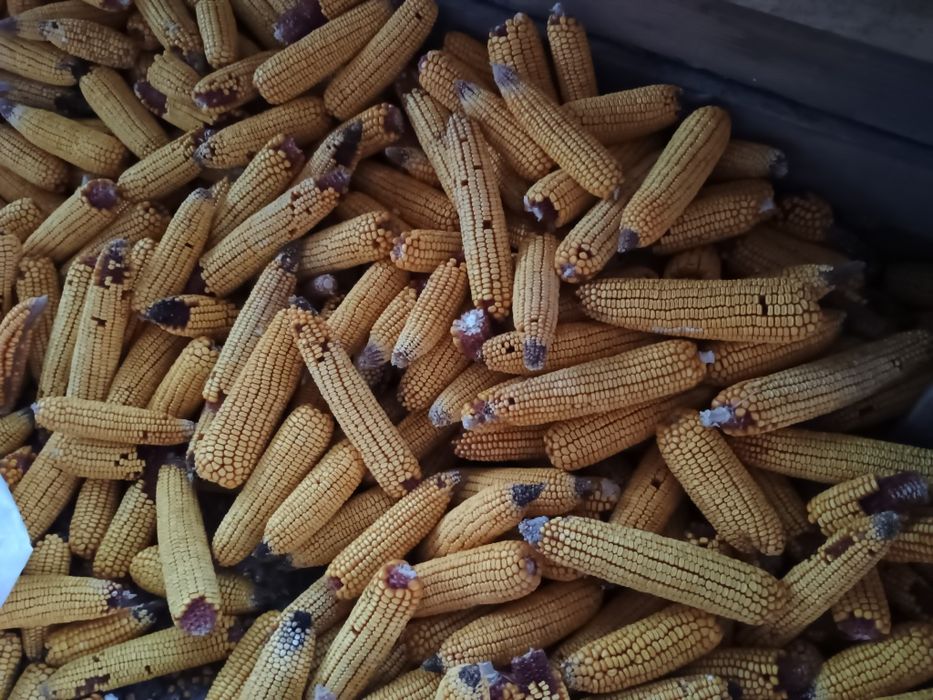 Porumb de vânzare 90bani