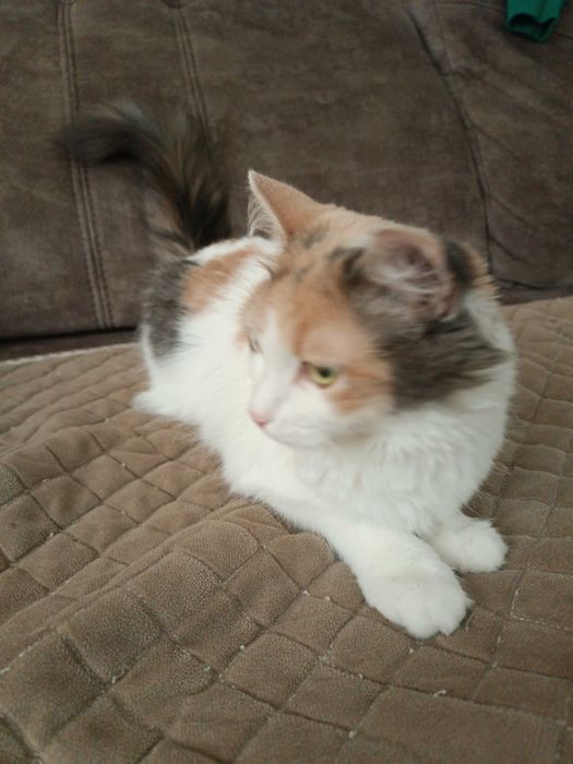 Отдам кошку в добрые руки