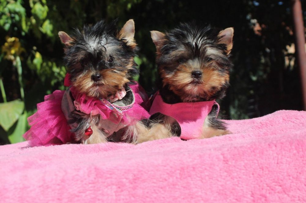 Йоркширски териер