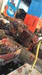 Injector Motor cursor10 9 8 CUTIE MANUALA Iveco EuroTrakker 8x4stralis