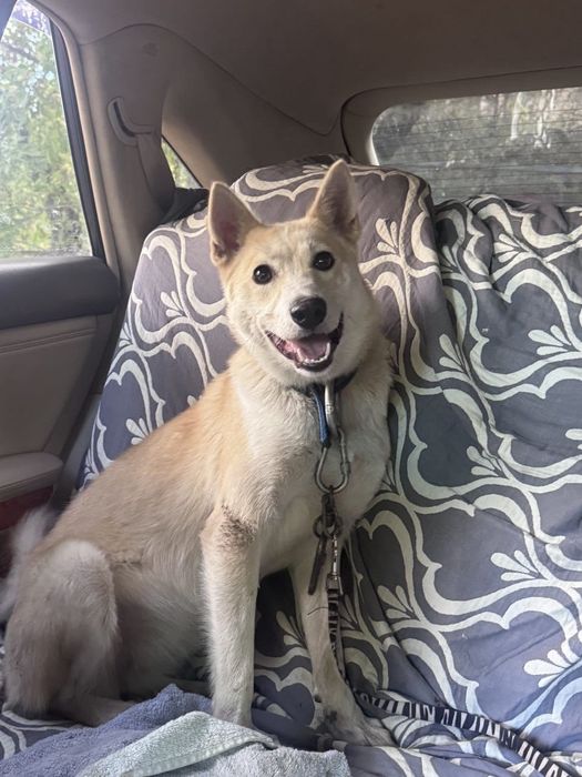 Отдам собаку бесплатно