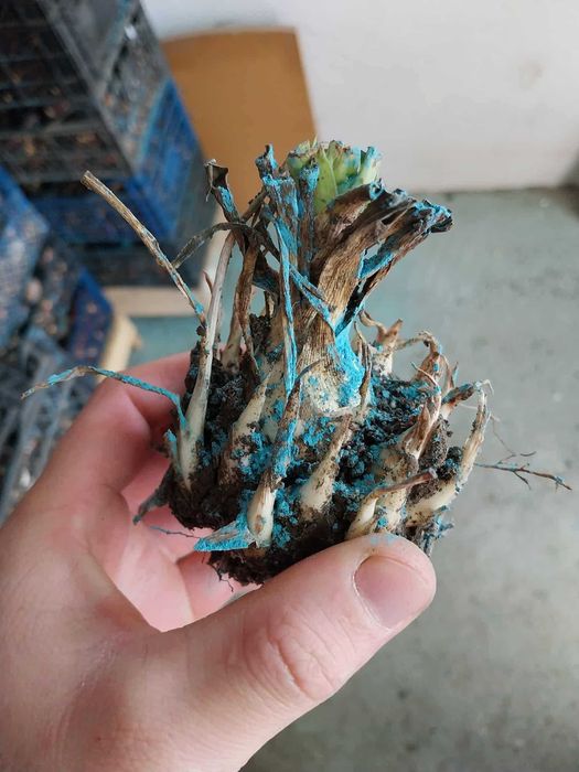 Bulbi de tuberoze albe, si gladiole