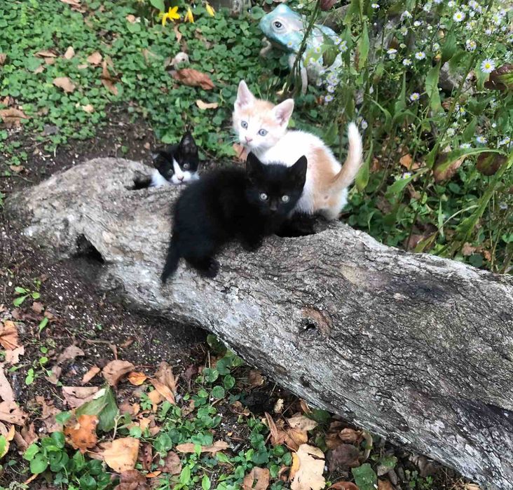 малки приятелчета