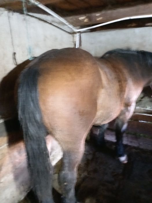 Vând mânz frumos castrat