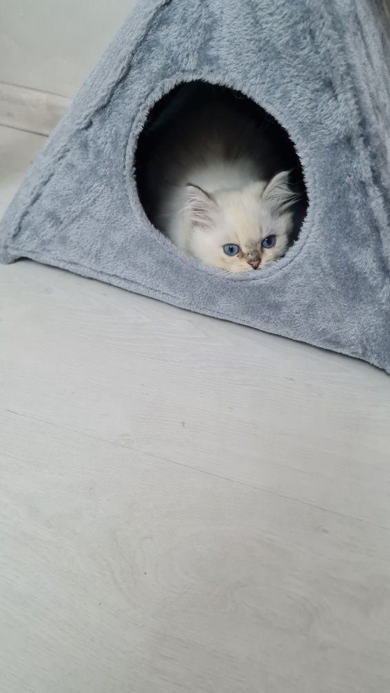 Motănel British Shorthair