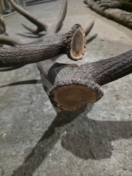 Рога от благороден елен