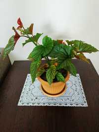 Бегония пятнистая (Begonia maculata). Комнатное растение