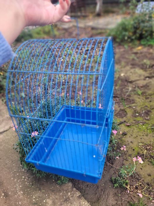 Colivie papagal  Mica