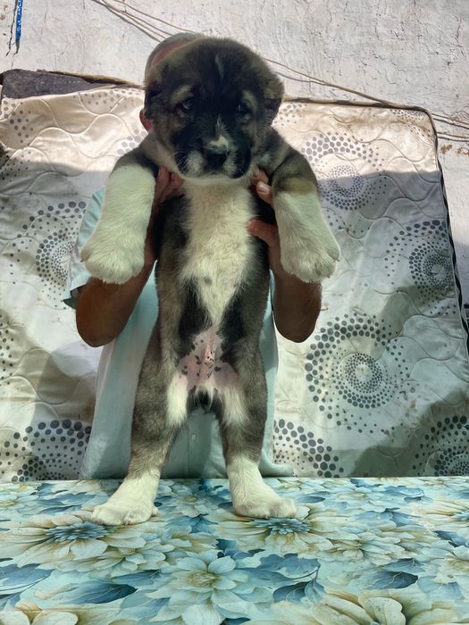 Щенок Алабая ( Супер Гигант ) чистокровный