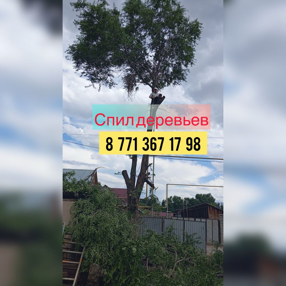Спил деревьев алматы,обрезка деревьев,спил деревьев бесплатно,спил