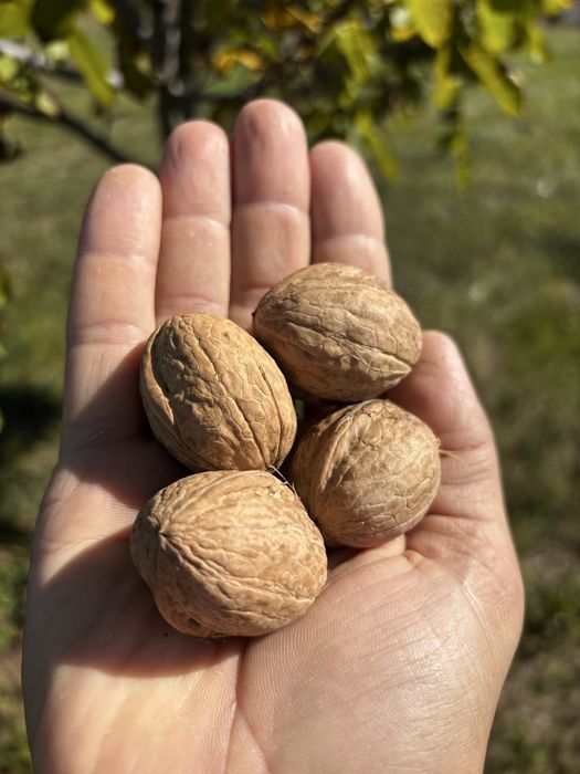 Nuci in coaja soiuti romanesti - certificate ecologic