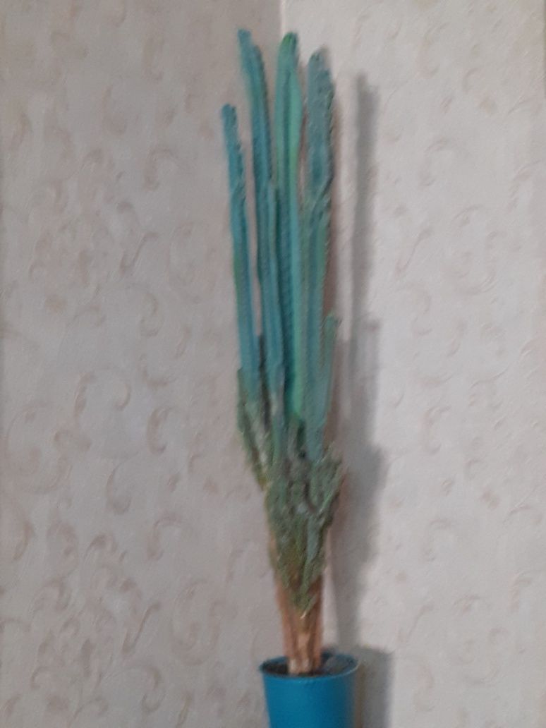 Продаю кактус цветок