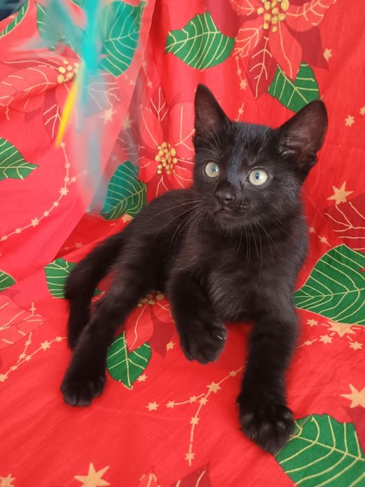 Motănel Japanesse Bobtail/American Shorthair