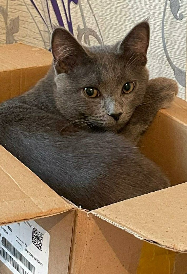 Котик ищет любящую семью