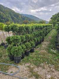 Plante ornamentale tuia smaragd columnaris Leylandy Brazi magnoli etc