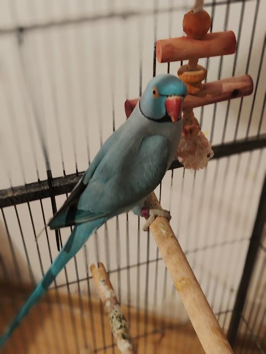 Vând papagal micul Alexandru albastru