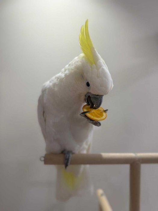 Продам какаду! Самка!
