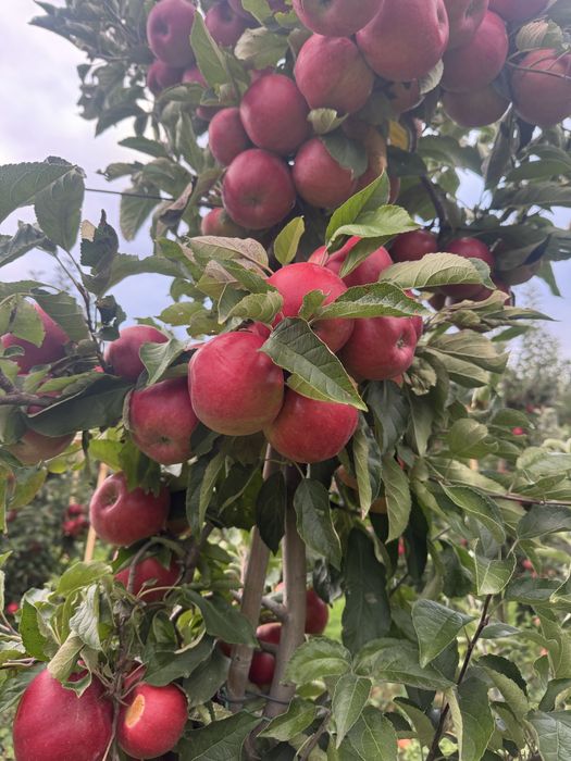 Mere Suc si industrie