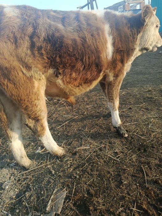 Бұқа сатылады, Продаётся бык