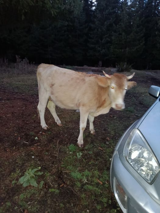 Юница на първо теле