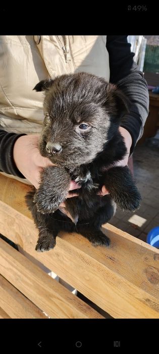 Căței spre adopție