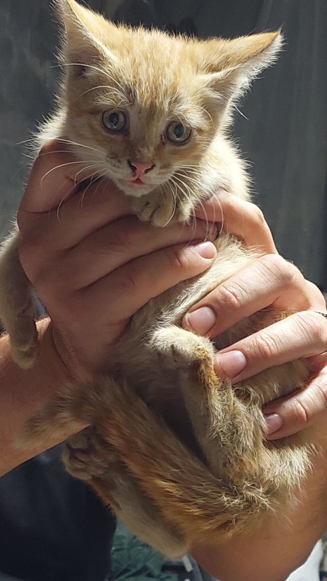 Отдам котят в добрые руки