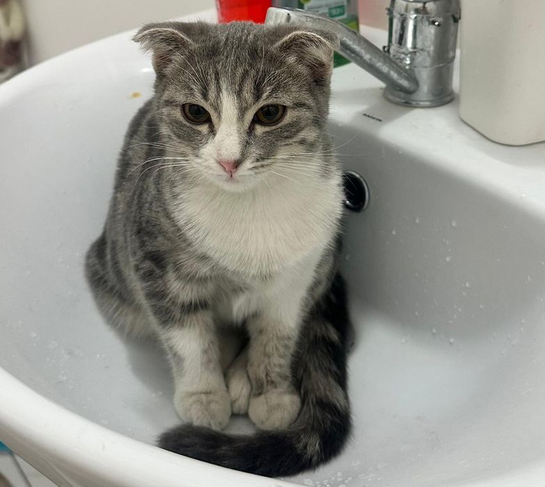 Отдам котят в хорошие руки