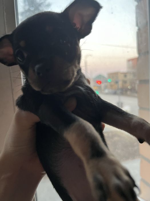 продам щенка