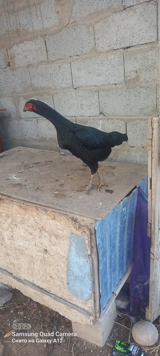 Шамо курочка добрая