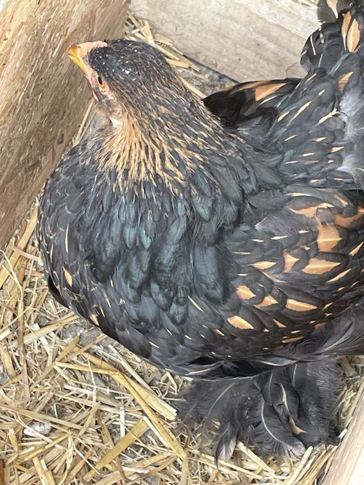 Puicute brahma gold si portelan