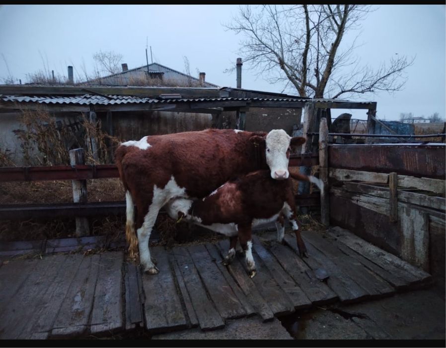 Продам корова с теленком