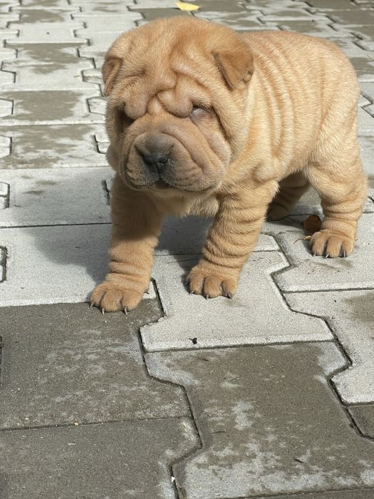 Femela din rasa sharpei