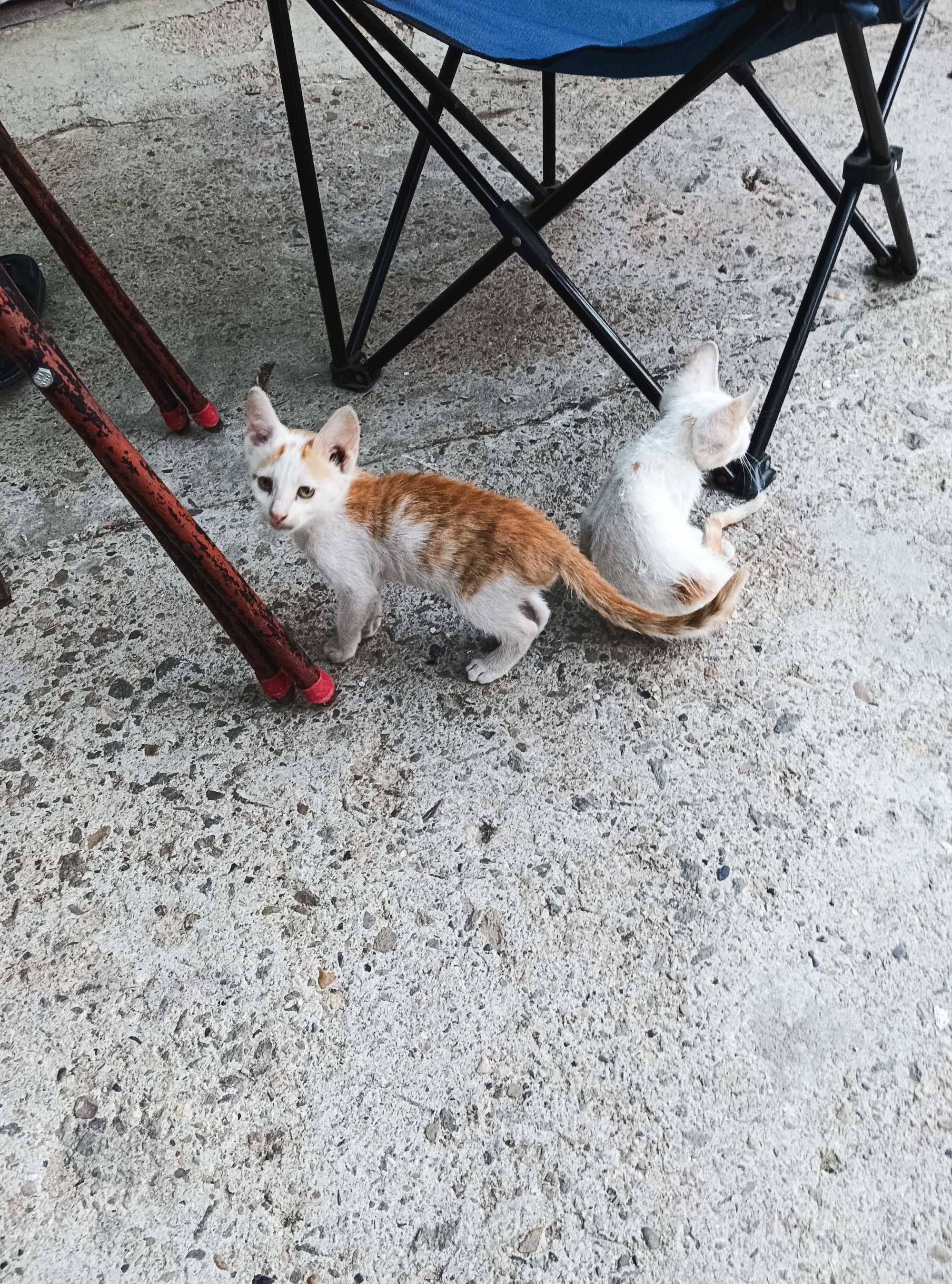 Подарявам котета
