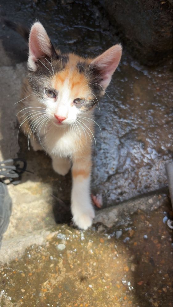 Подарявам котенца