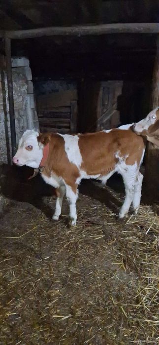 Vând șase tăurași.