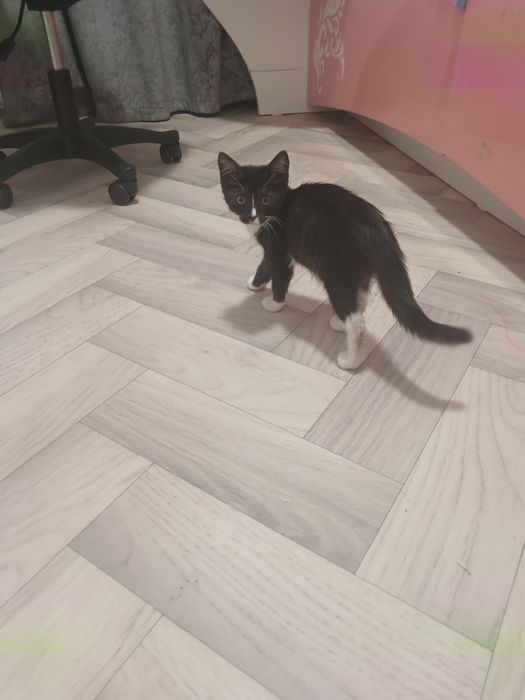 Маленькая  кошка