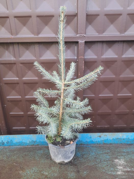 Жива Коледна Елхичка в Саксия