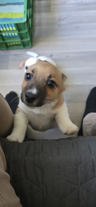 Продавам малки Джак ръсели