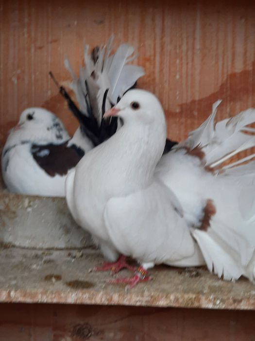 Porumbei voltati mai multe culori